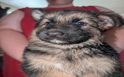 German Shepherd dogs for sale: German Shepard Puppies for Sale  - Image 13