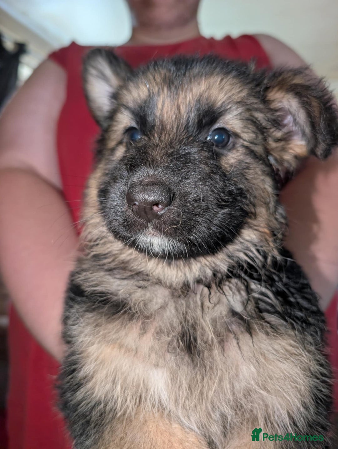 German Shepherd dogs for sale: German Shepard Puppies for Sale  - Image 13
