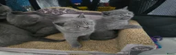 British Shorthair cats for sale: Beautiful British Shorthair Kittens  - Advert 3