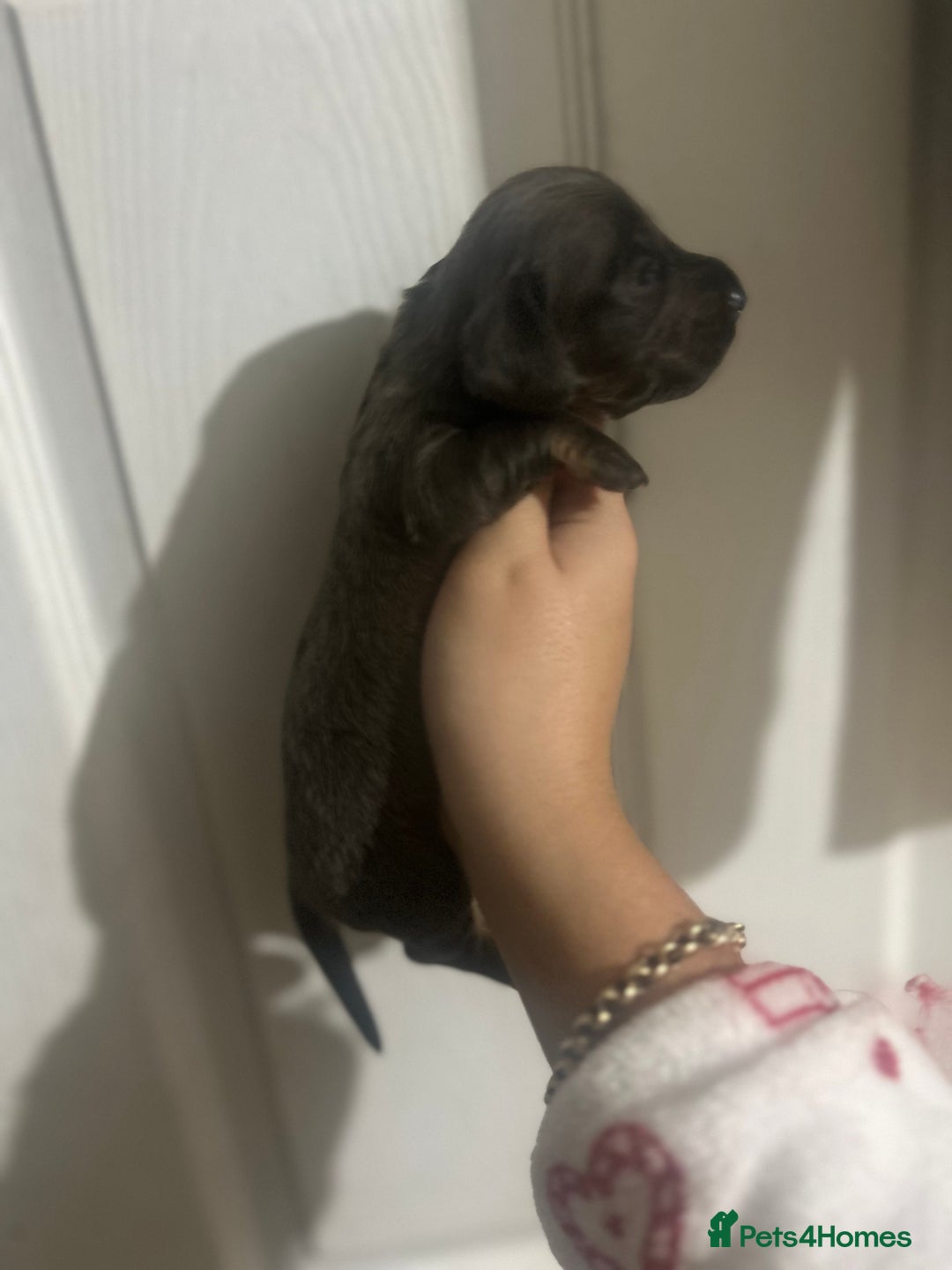 Dachshund dogs for sale: Dachshund puppies - Advert 4