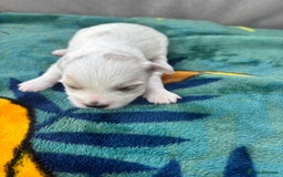 Maltese dogs for sale: Beautiful Maltese puppies for sale - Image 5