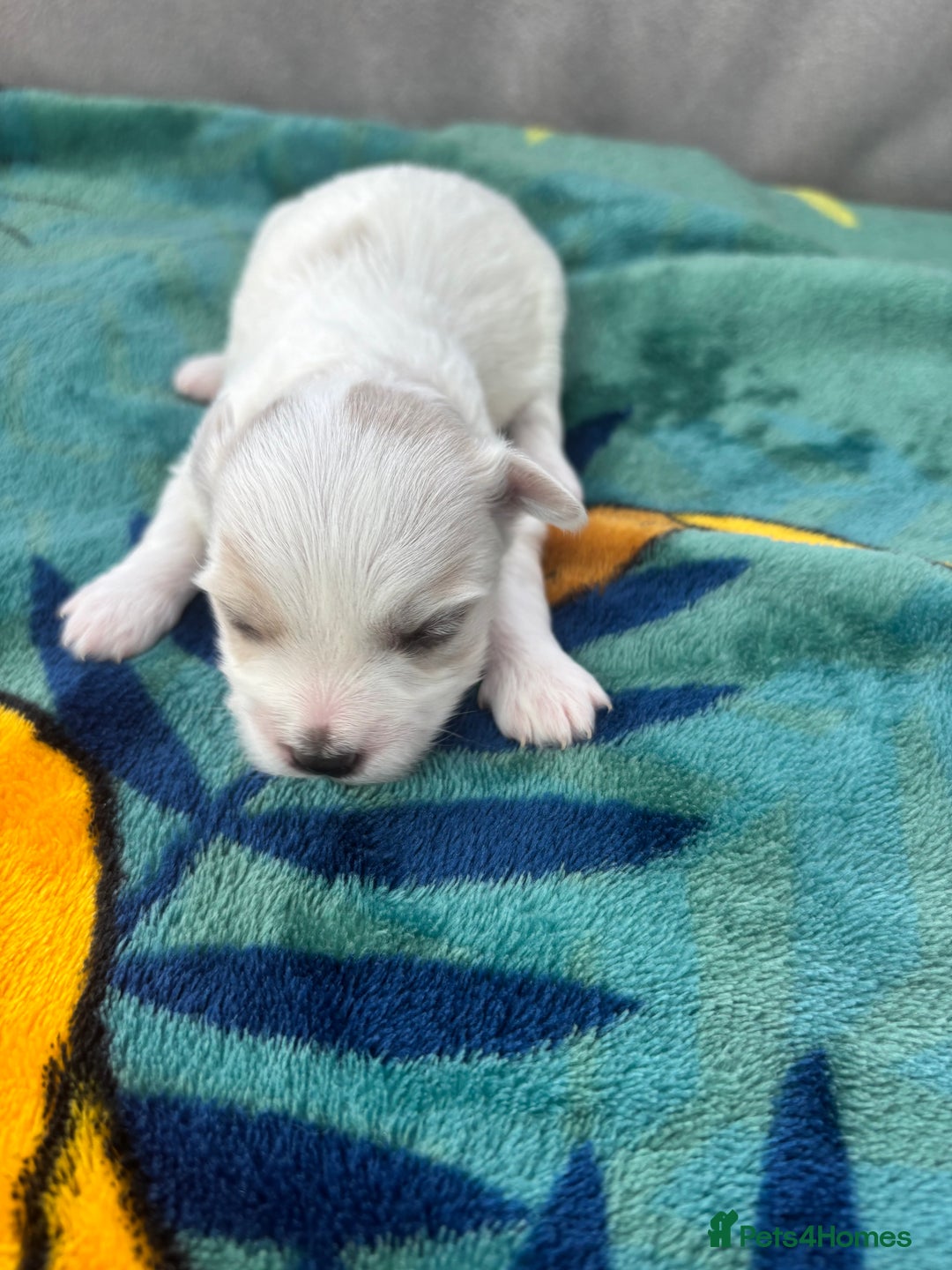 Maltese dogs for sale: Beautiful Maltese puppies for sale - Image 5