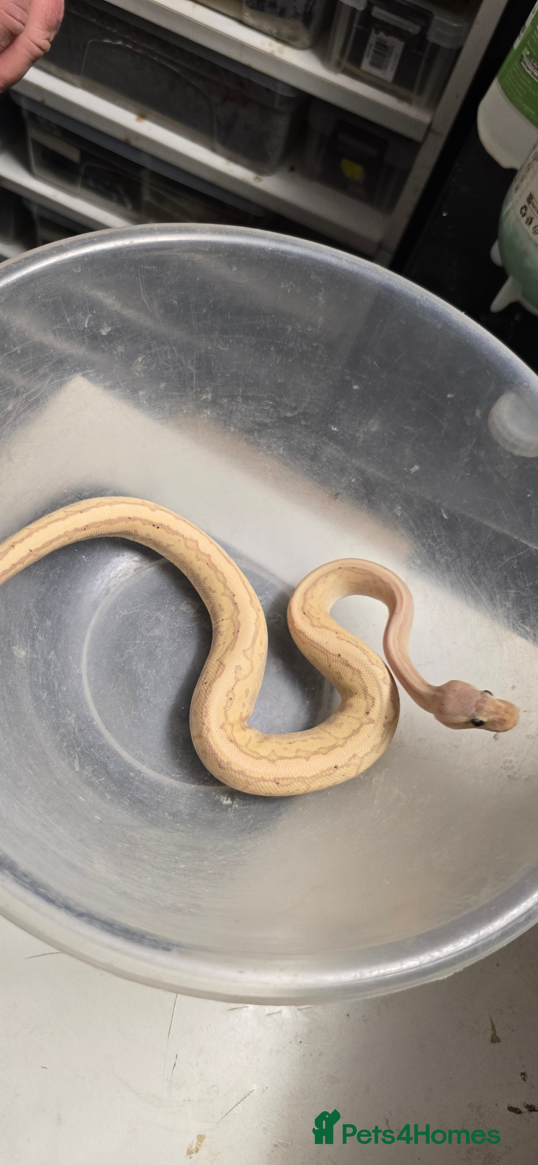 Python Snake reptiles Various Royal Pythons - Advert 16