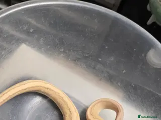 Python Snake reptiles Various Royal Pythons - Advert 16