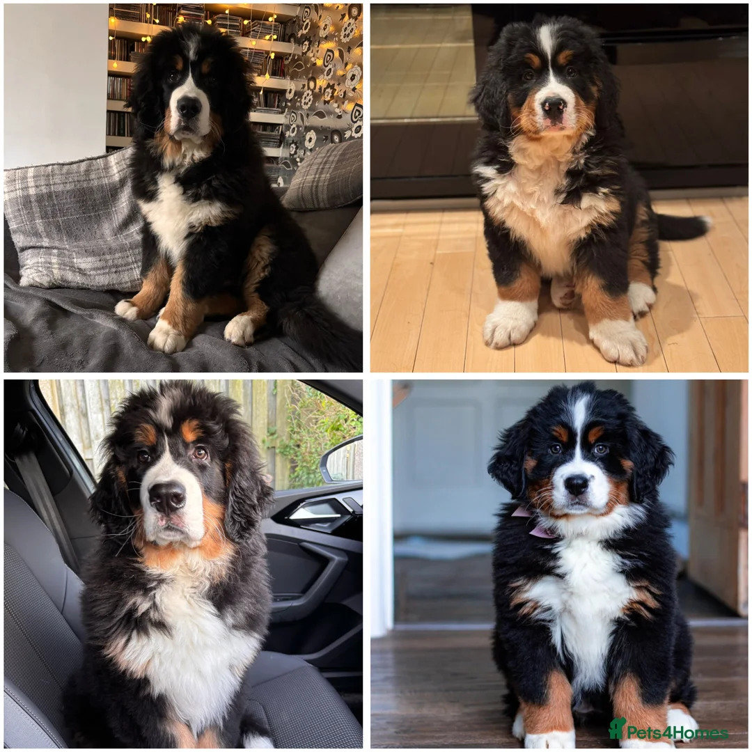 Bernese Mountain Dog dogs for stud: Stunning Bernese Mountain Boy for Stud in Peterborough - Advert 8