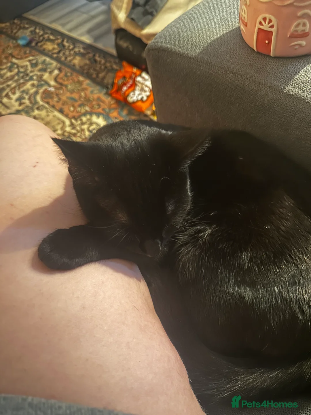 Mixed Breed cats for sale: Black cat  - Advert 6