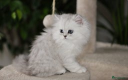 Persian cats for sale: Stunning Chinchilla Persian Kittens 💕 - Advert 4