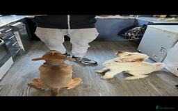 Poochon dogs for sale: Bruce and Bruno  - Image 6