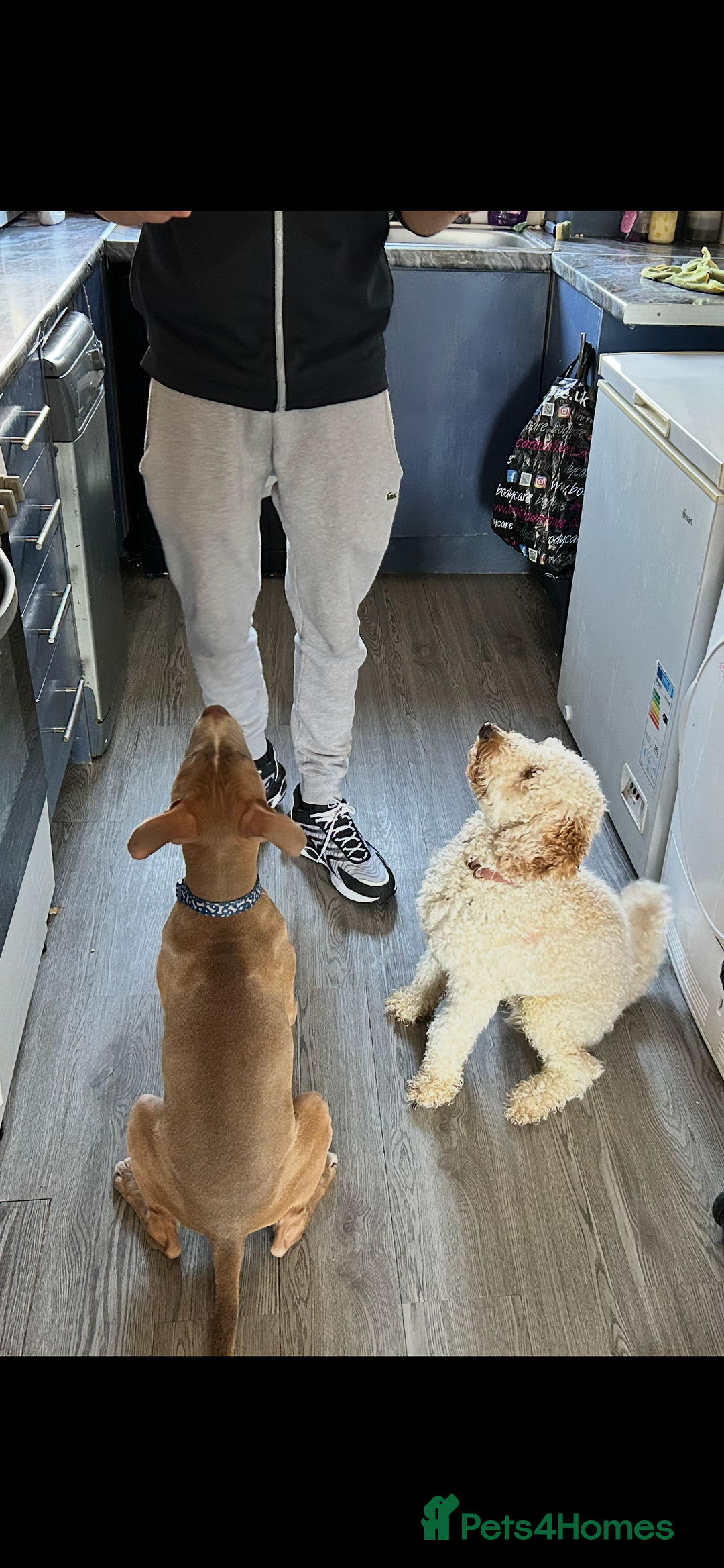 Poochon dogs for sale: Bruce and Bruno  - Image 6