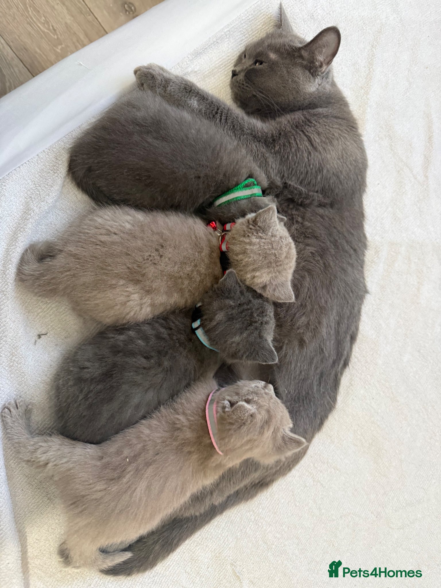 British Shorthair cats British Shorthair Kittens - Advert 1