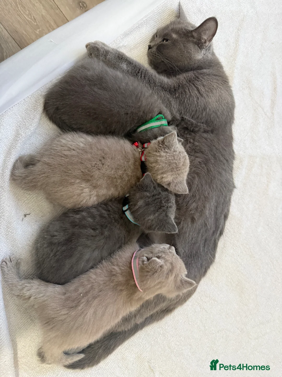 British Shorthair cats for sale: British Shorthair Kittens in Croydon - Advert 1