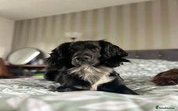 Cocker Spaniel dogs for stud: Cocker spaniel for stud  in Melton Mowbray - Advert 5