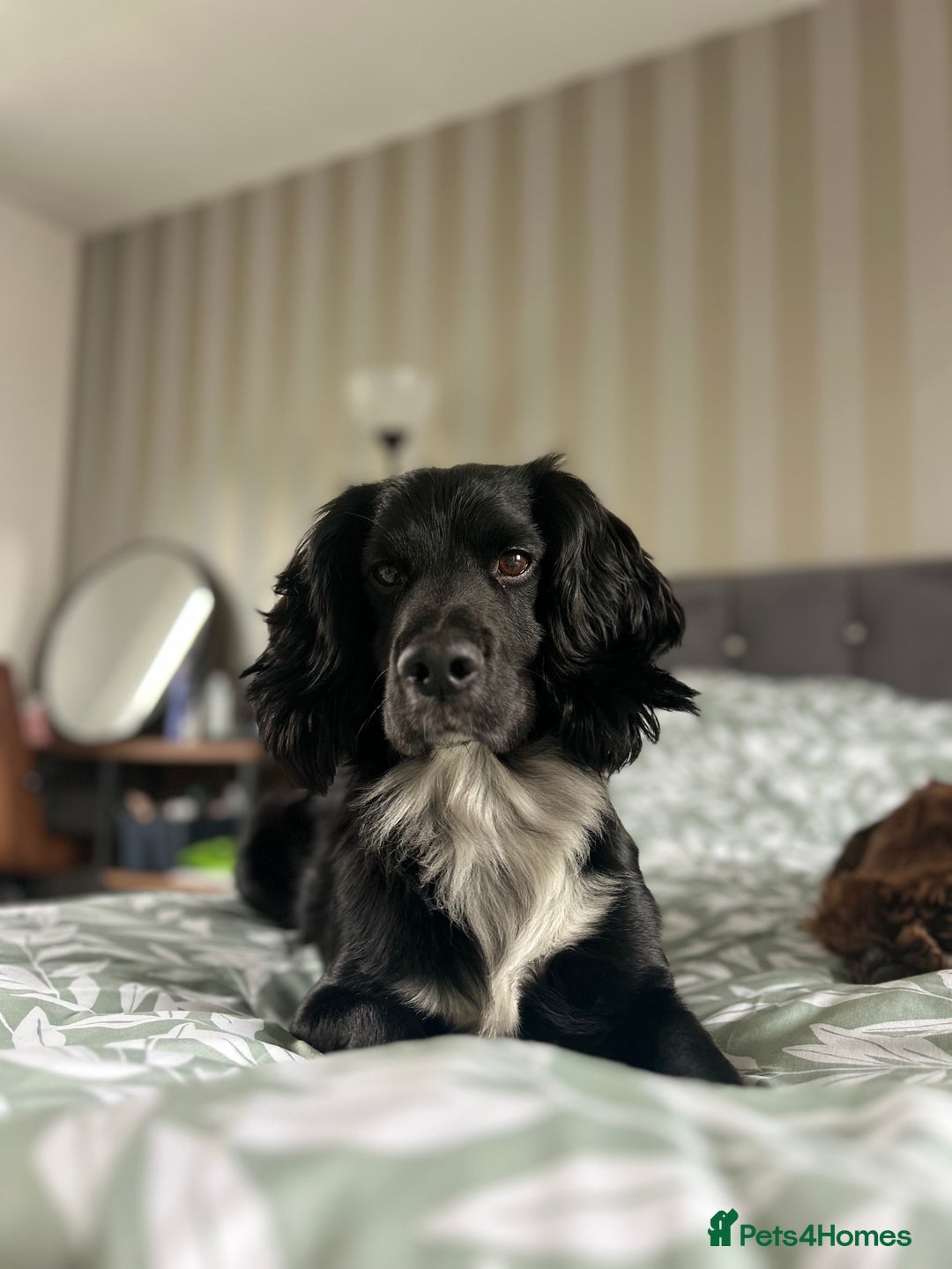 Cocker Spaniel dogs for stud: Cocker spaniel for stud  in Melton Mowbray - Advert 5