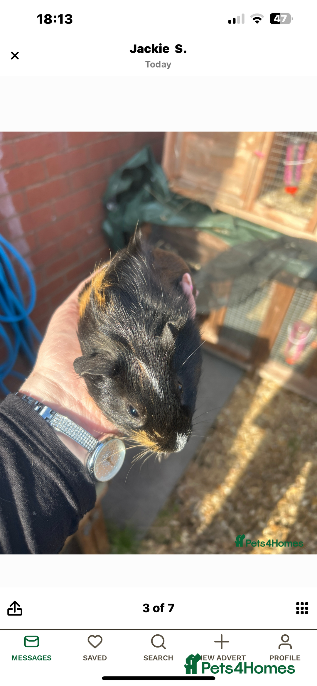 Guinea Pig rodents for sale: Male baby Guineapigs  - Image 2