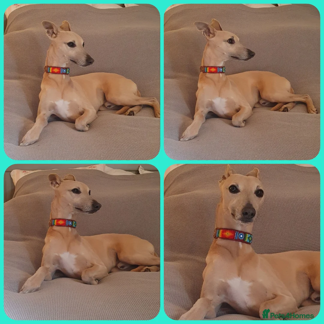 Whippet dogs for stud: Whippet for stud (KC reg; pedigree) Dorset. 20" in Sherborne - Advert 4