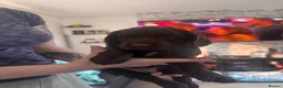 Sprocker dogs for sale: Sprocker pups for sale  - Advert 3