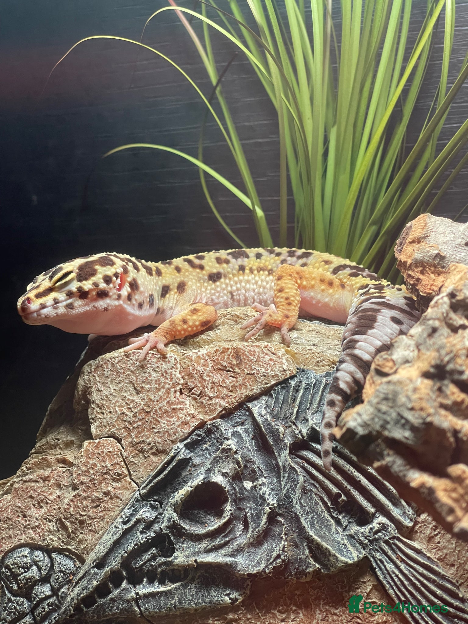 Leopard Gecko reptiles Leopard Gecko (read description) - Advert 2