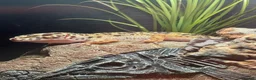 Leopard Gecko reptiles for sale: Leopard Gecko (read description) - Advert 2