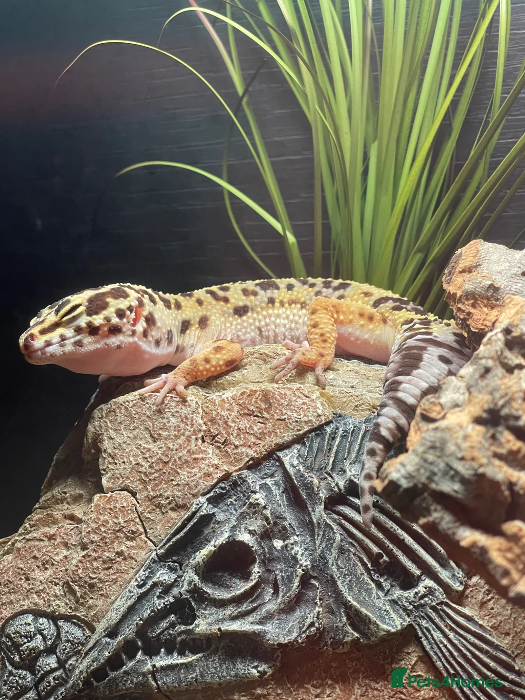 Leopard Gecko reptiles for sale: Leopard Gecko (read description) - Advert 2