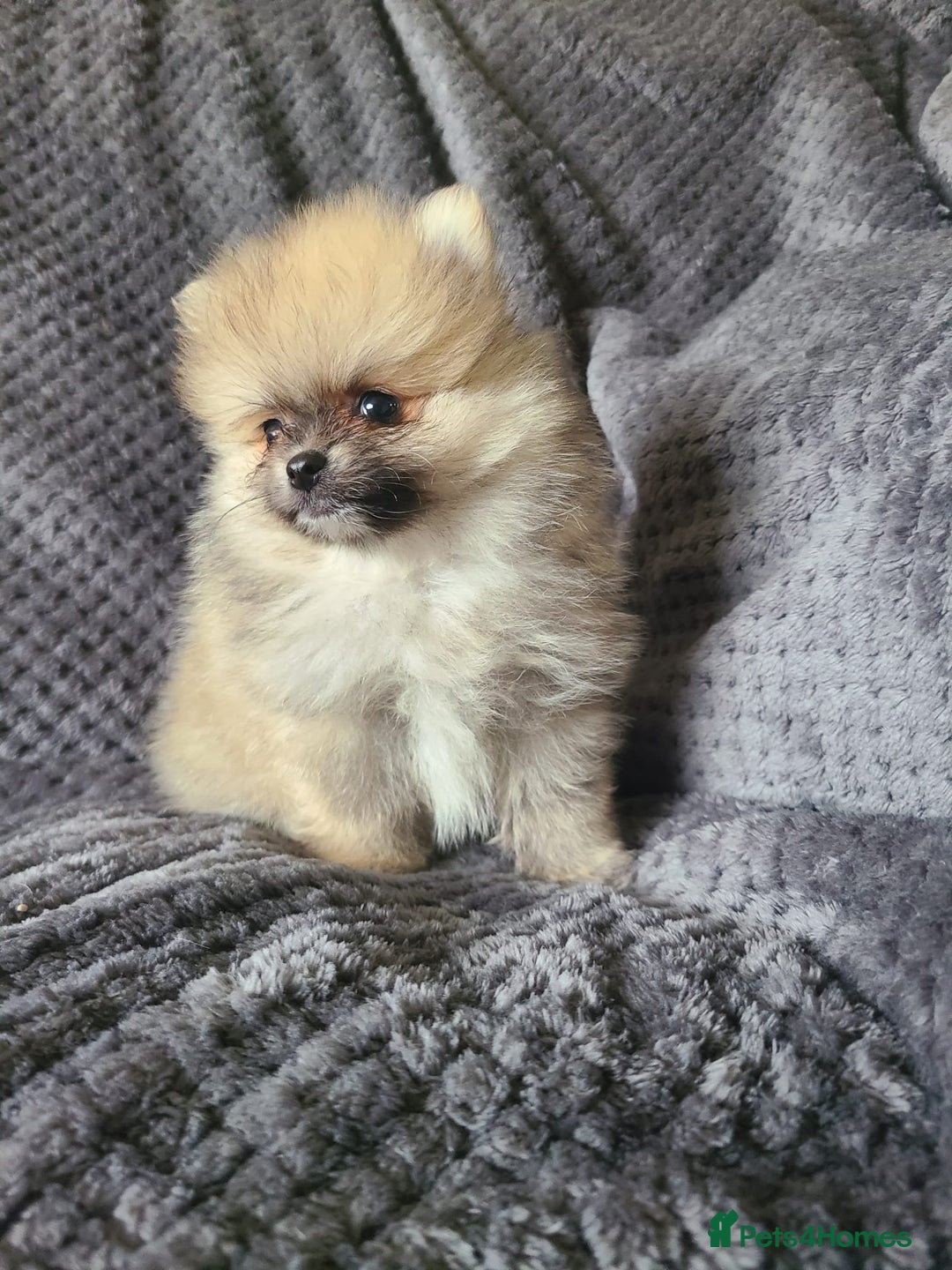 Pomeranian dogs for sale: Pomeranian puppies Ready Now. 1 white Male LEFT!! - Image 14