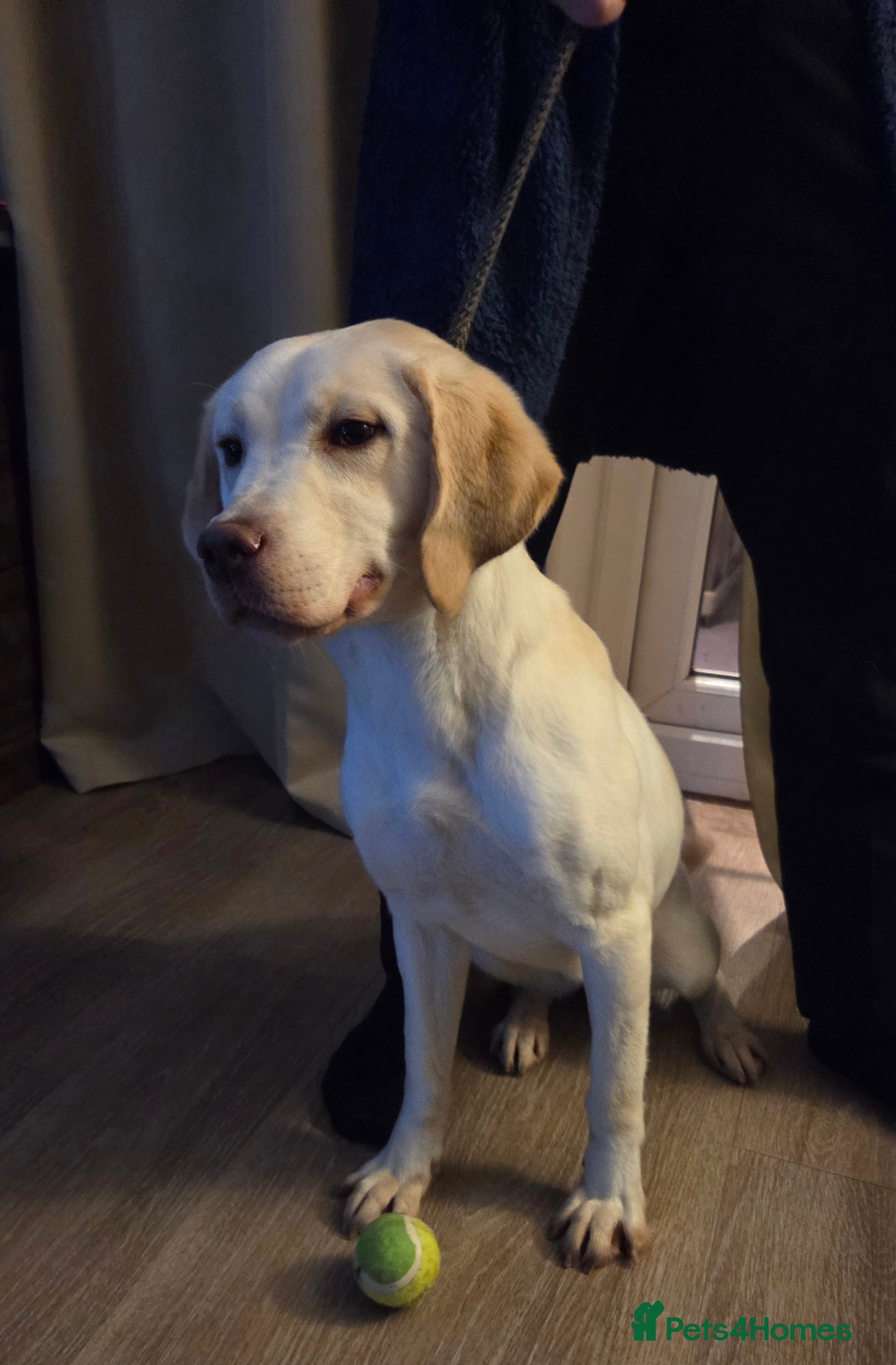 Labrador Retriever dogs Kc registered champagne labrador bitch - Advert 14