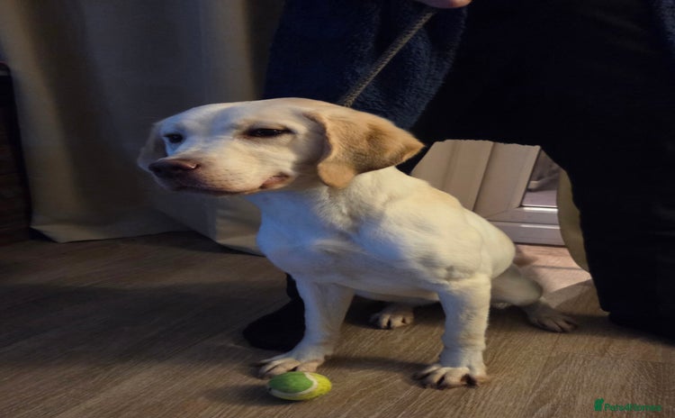 Labrador Retriever dogs Kc registered champagne labrador bitch - Advert 9