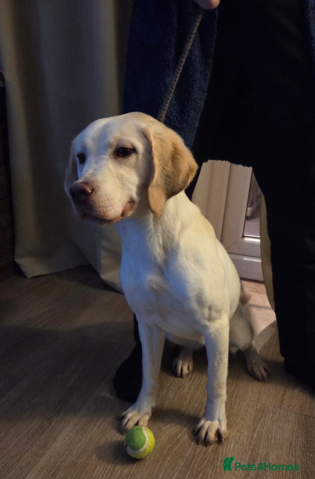 Labrador Retriever dogs for sale: Kc registered champagne labrador bitch - Advert 1