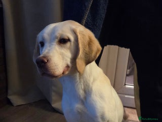 Labrador Retriever dogs Kc registered champagne labrador bitch - Advert 15