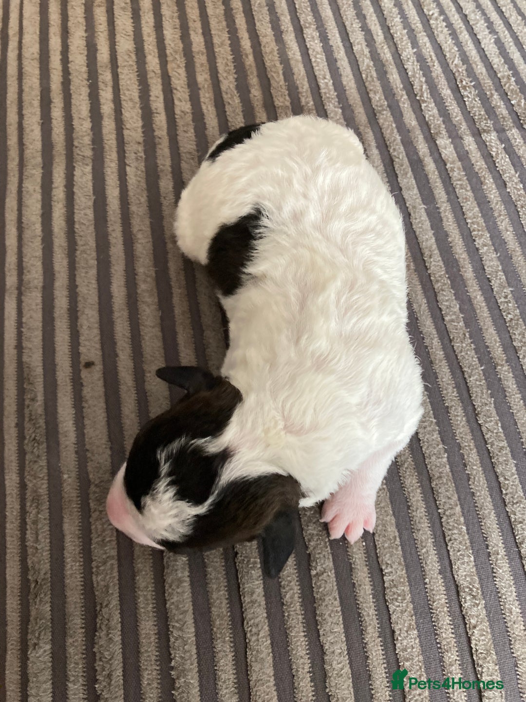 Jackapoo dogs for sale: @@GORGEOUS JACKAPOO PUPPIES@@ - Image 14