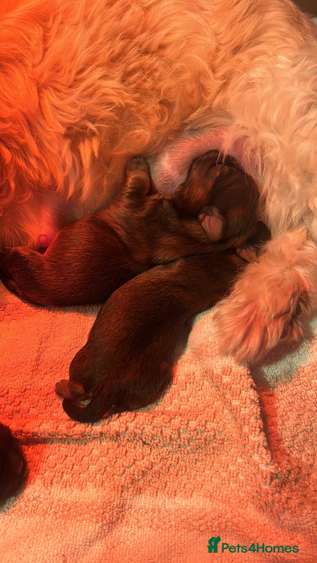 Shih Tzu dogs for sale: Shihtzu Puppies Available for reserve - Image 11