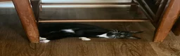 Mixed Breed cats for sale: Gorgeous Friendly Kittens – Ready for New Home! - Advert 2