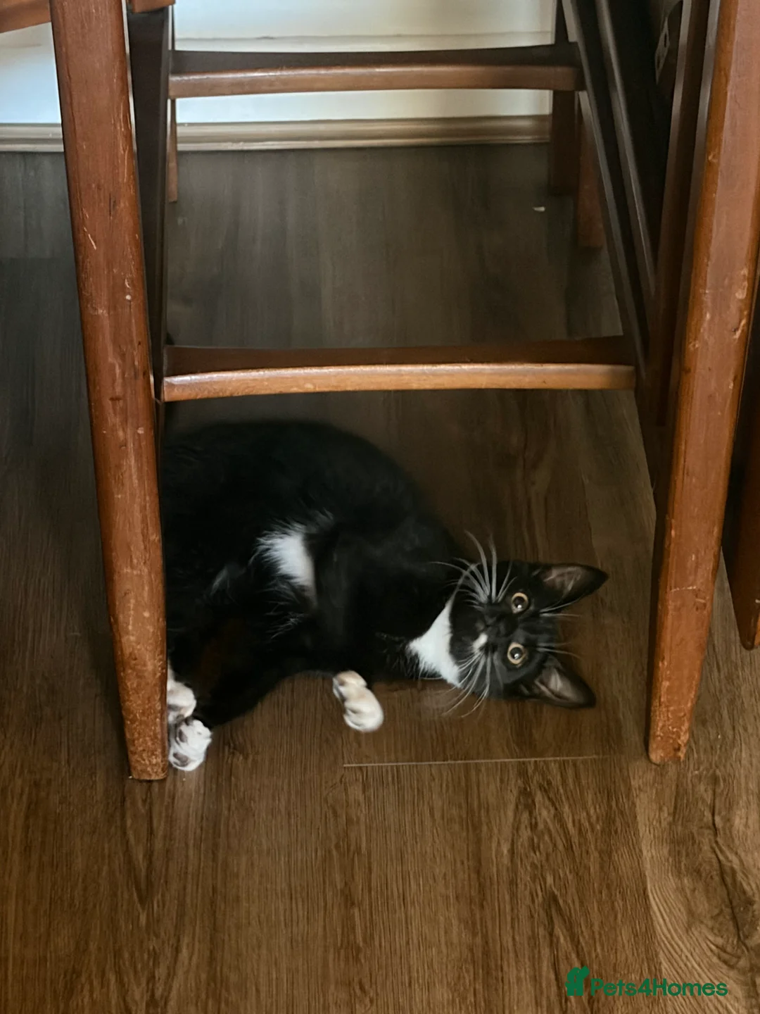 Mixed Breed cats for sale: Gorgeous Friendly Kittens – Ready for New Home! - Advert 2