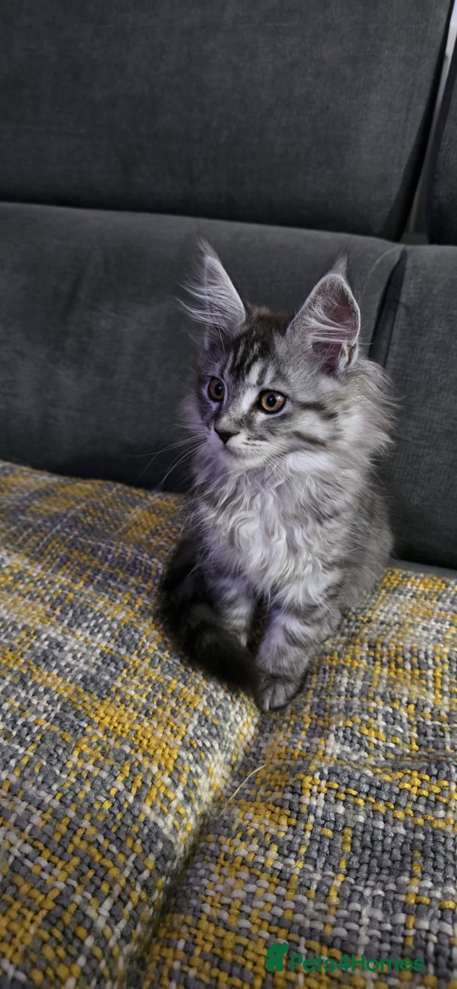 Maine Coon cats Exceptional Maine Coon Kittens for Loving Homes - Advert 8