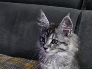 Maine Coon cats Exceptional Maine Coon Kittens for Loving Homes - Advert 8
