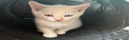 Mixed Breed cats for sale: Handsome White & Cream Boy - ready to go now - Advert 2