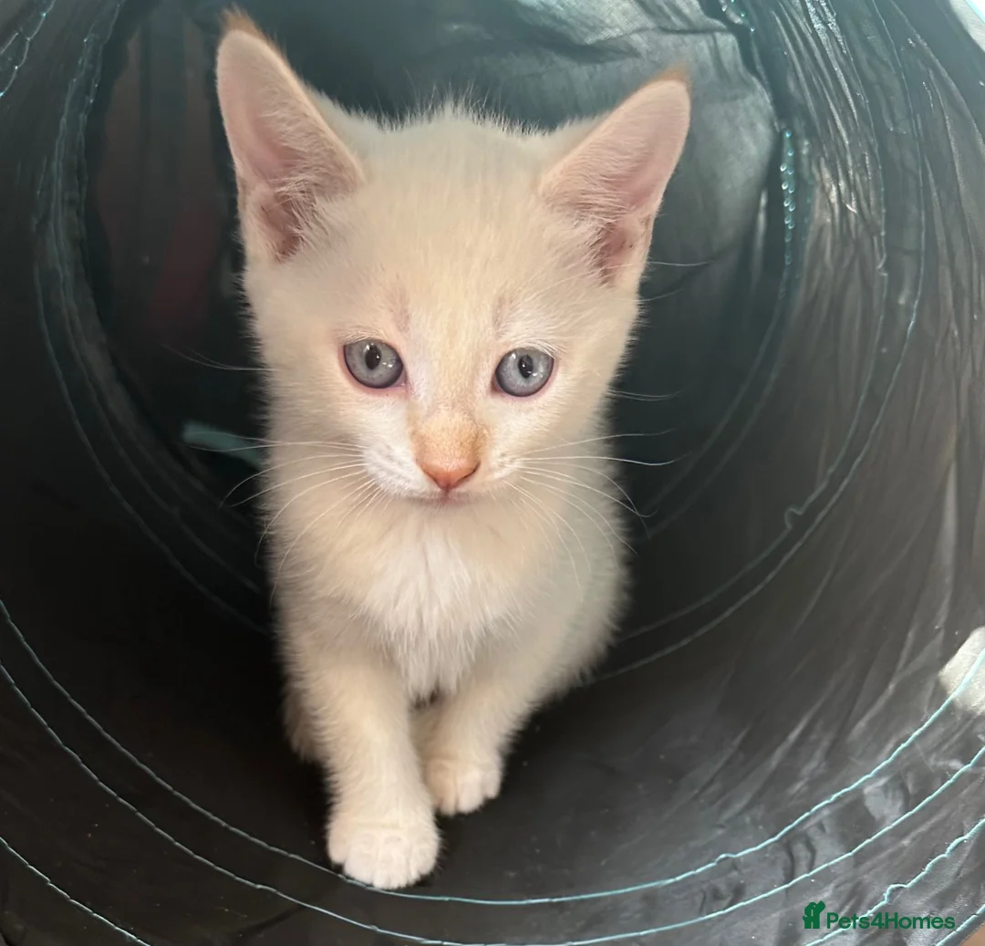 Mixed Breed cats for sale: Handsome White & Cream Boy - ready to go now - Advert 2