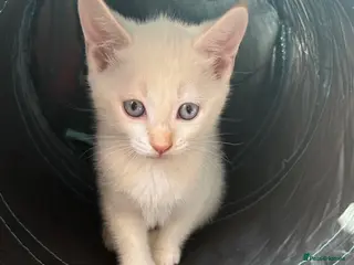 Mixed Breed cats 3 Stunning White&Cream Kittens - Advert 1
