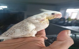 Cockatiels birds for sale: 1 res** 3 hand reared baby cockatiels in Plymouth  - Image 7