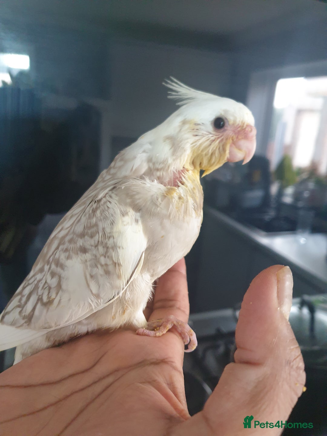 Cockatiels birds for sale: 1 res** 3 hand reared baby cockatiels in Plymouth  - Image 7
