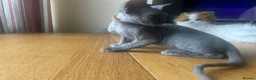 Devon Rex cats for sale:  Pedigree Devon Rex Kittens. Pet Homes Only  - Advert 30