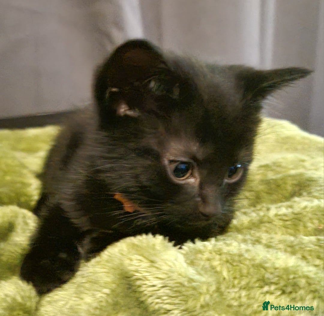 Mixed Breed cats for sale: 5 beautiful kittens for sale - Advert 3