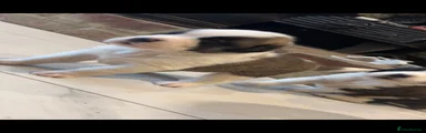 Saint Bernard 9
