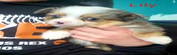 Miniature American Shepherd dogs for sale: Miniature/Toy Australian Shepherd Pups Available - Advert 4