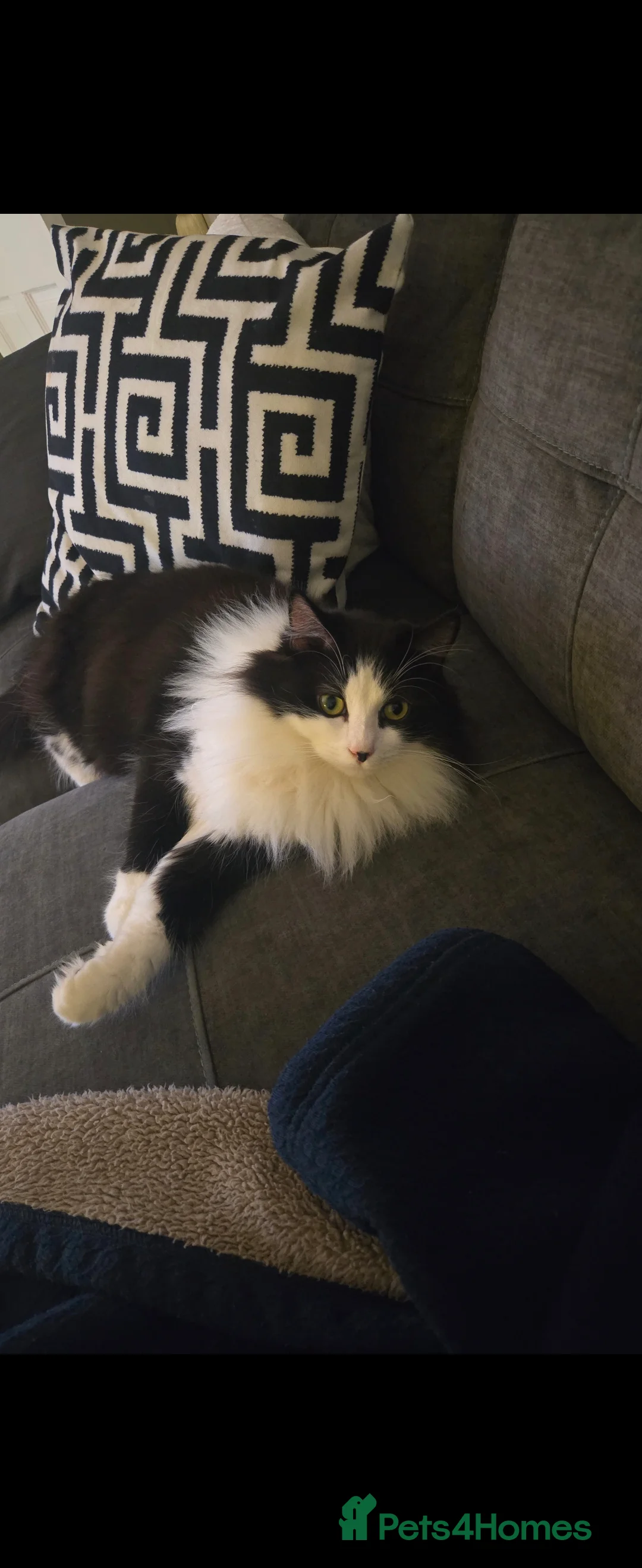 Mixed Breed cats for sale: 2 male cats  - Advert 2