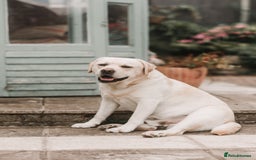 Labrador Retriever dogs for stud: Charlie  - Image 11