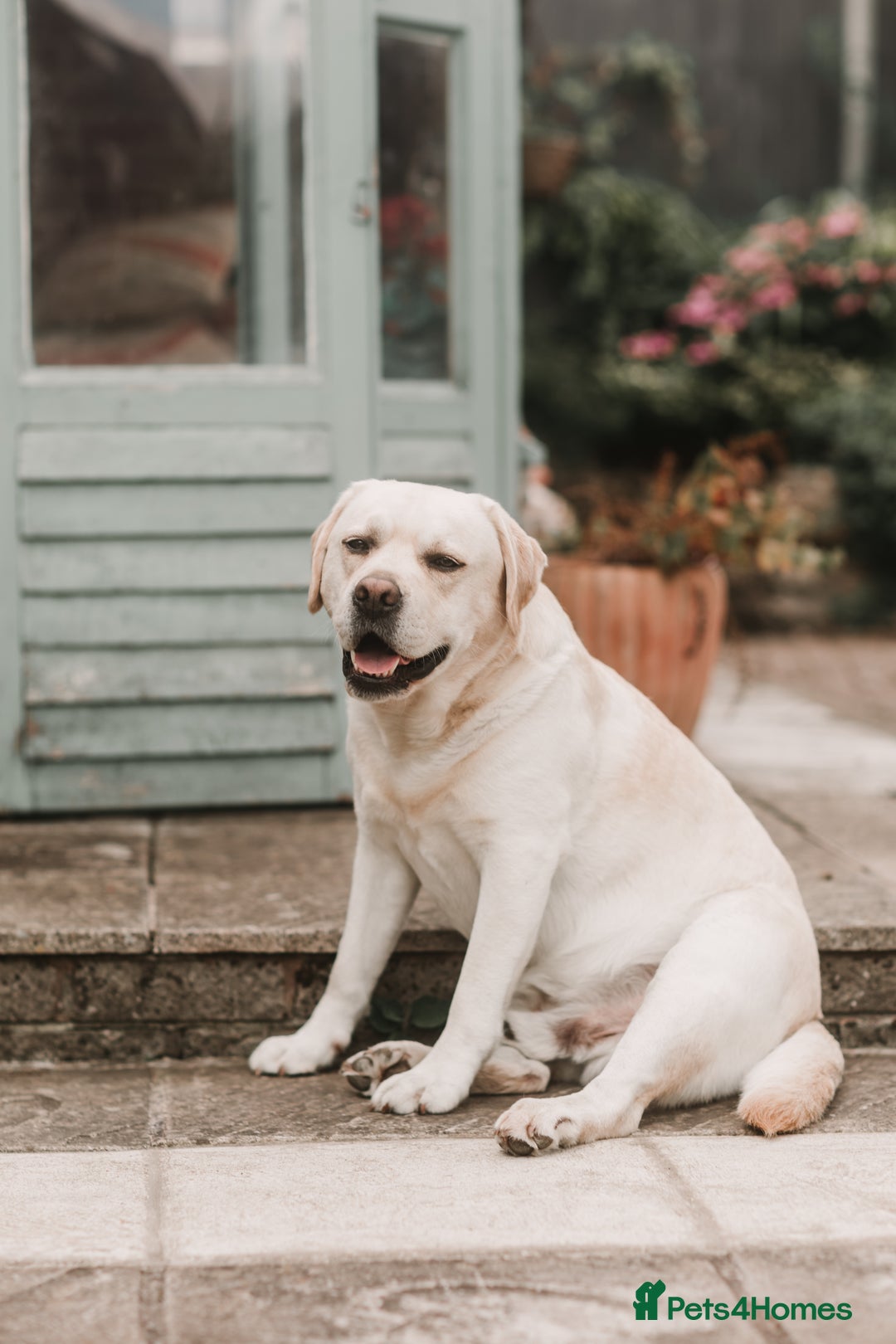 Labrador Retriever dogs for stud: Charlie  - Image 11