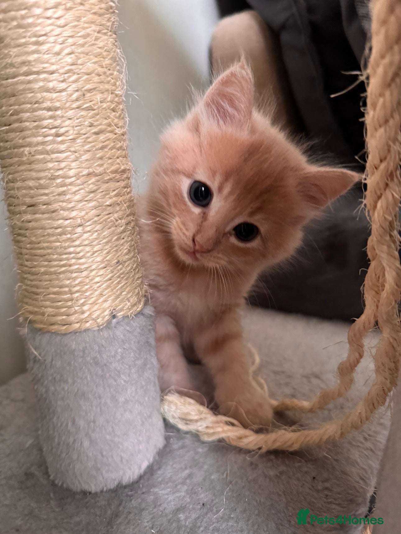 Mixed Breed cats 4 beautiful kittens  - Advert 3