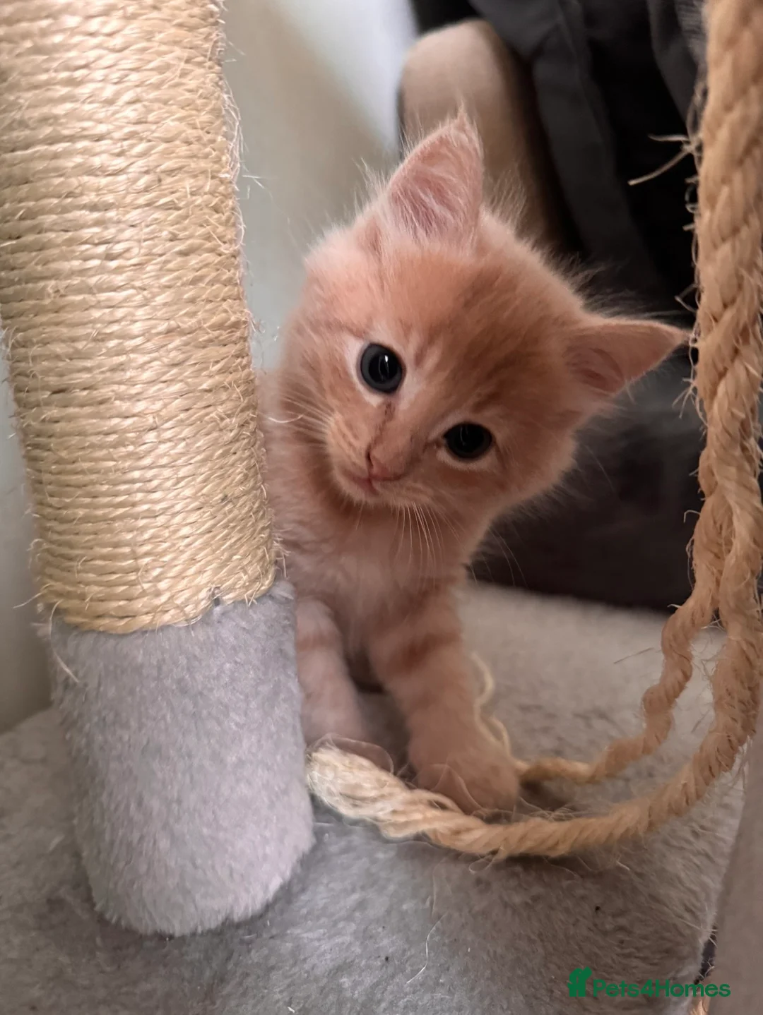 Mixed Breed cats for sale: 4 beautiful kittens  - Advert 1