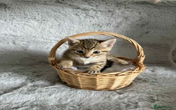 Bengal cats for sale: Stunning bengal kittens for sale to loving home - Image 16