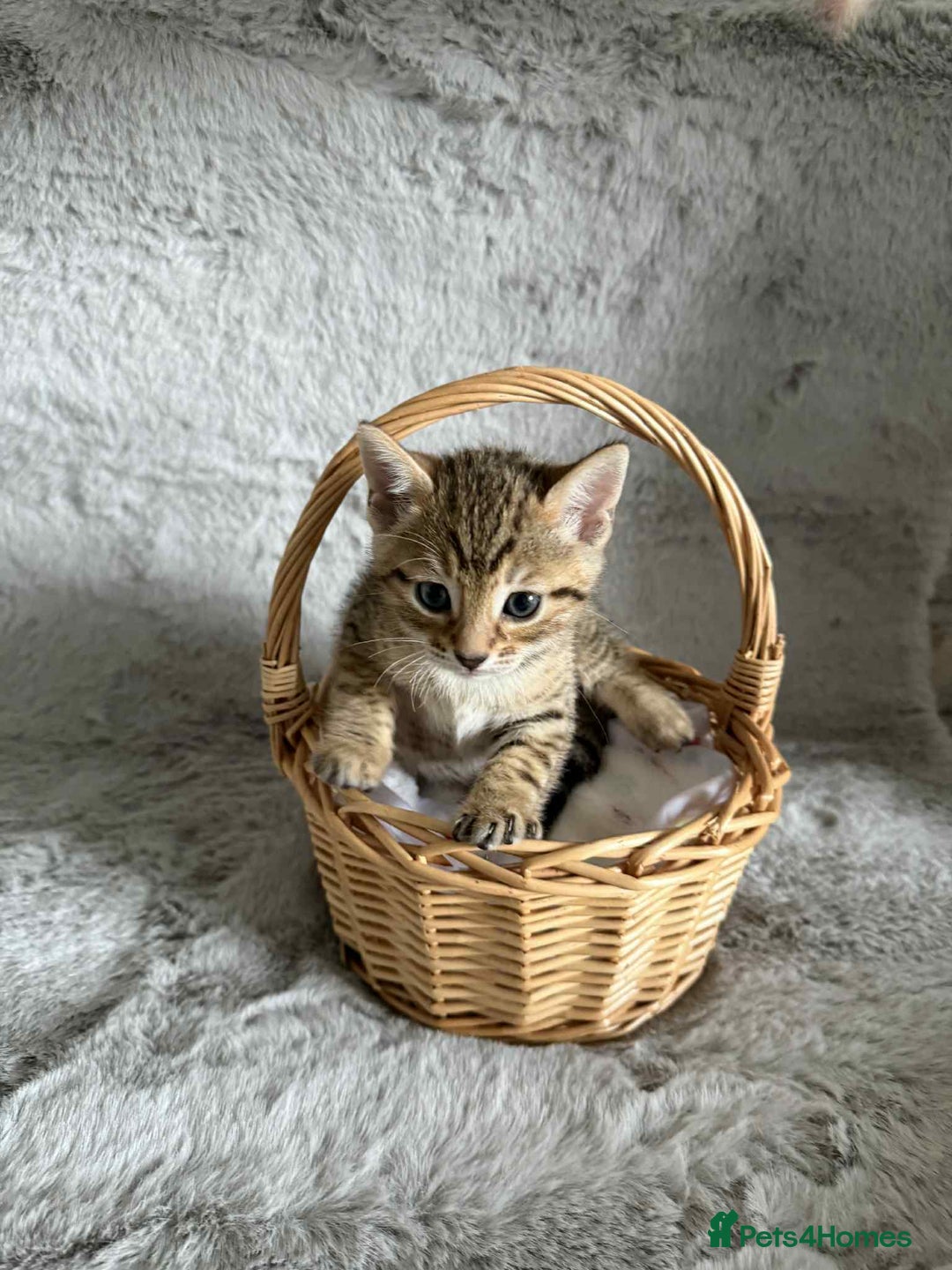 Bengal cats for sale: Stunning bengal kittens for sale to loving home - Image 16